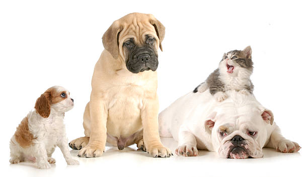 istock dog and cat fight 462244001