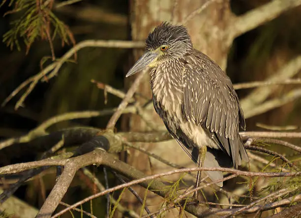 Photo of Juvenile Yellow Crown