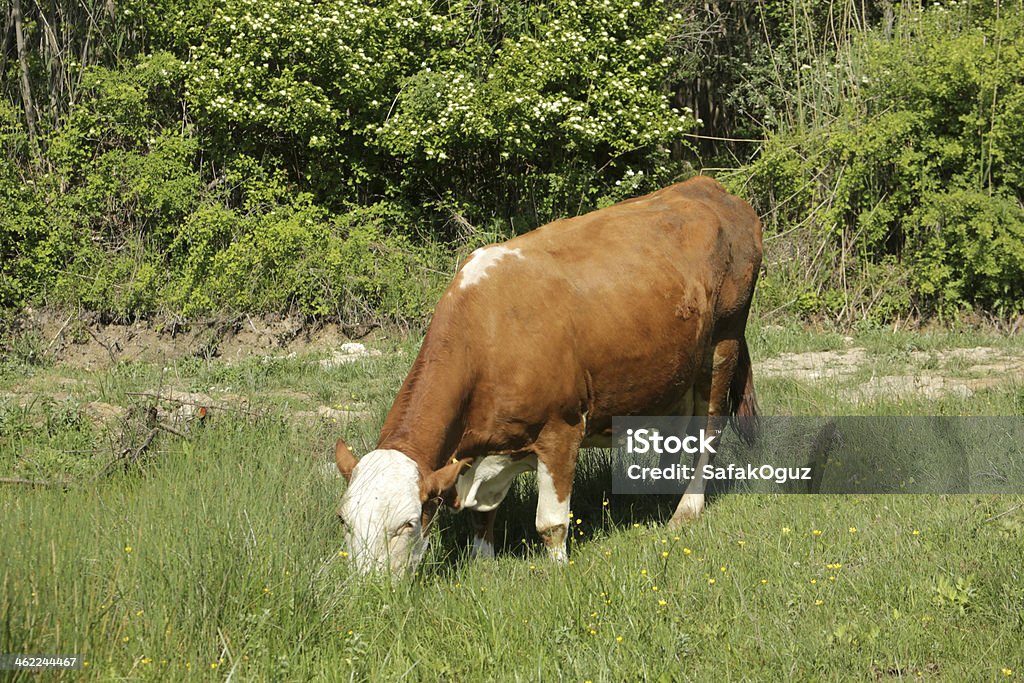 Cow Agricultural Field Stock Photo