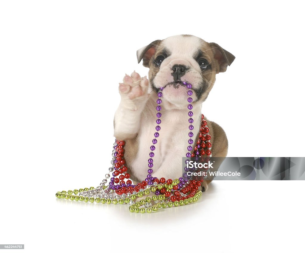 cute puppy playful puppy chewing on beads - english bulldog 7 weeks old isolated on white background Adult Stock Photo