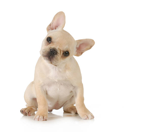 好奇心の強い子犬 - フレンチブルドッグ ストックフォトと画像