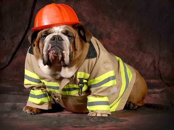 A dog dressed as a fire fighter stock photo