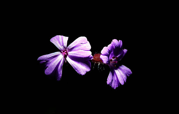 istock Isolated Purple Flowers Black Background 462245505