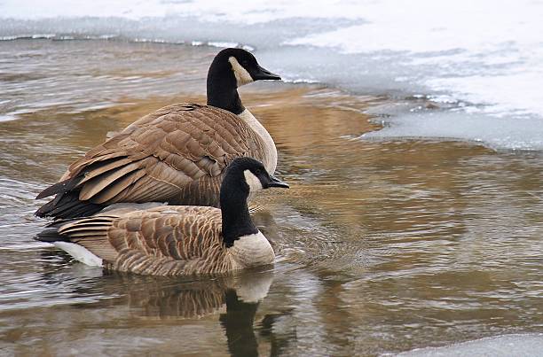 istock Frosty Fowl 462245509