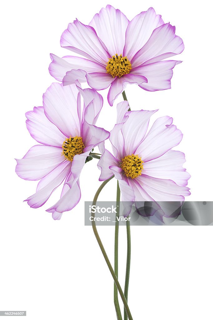 cosmos flower Studio Shot of Pink Colored Cosmos Flowers Isolated on White Background. Large Depth of Field (DOF). Macro. Annual - Plant Attribute Stock Photo