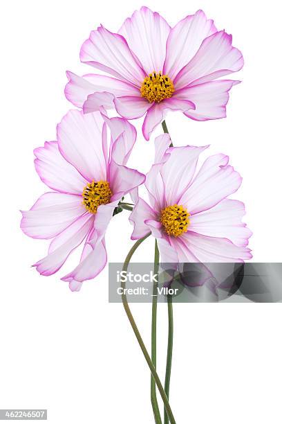 Cosmos Flower Stock Photo - Download Image Now - Annual - Plant Attribute, Beauty, Bunch of Flowers