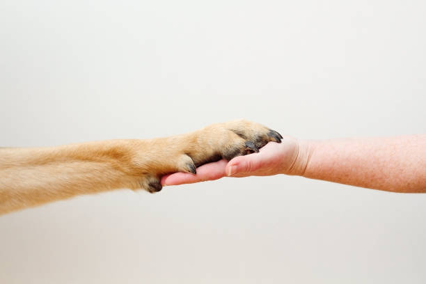 hand and paw white background human hand and dog paw animal hand stock pictures, royalty-free photos & images