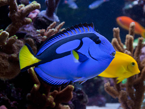 istock Paracanthurus hepatus, a beautiful blue and black fish 462249789
