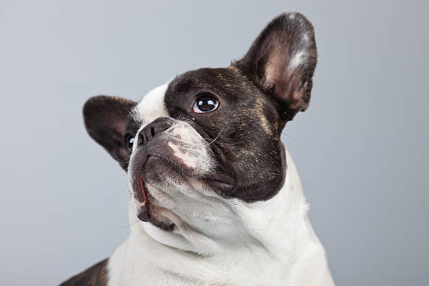 istock French bulldog black and white isolated against grey background. 462251771