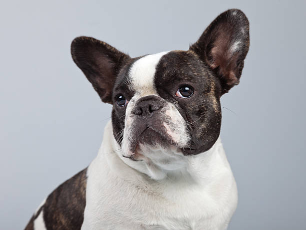 istock French bulldog black and white isolated against grey background. 462251777