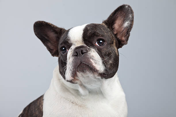 istock French bulldog black and white isolated against grey background. 462251785