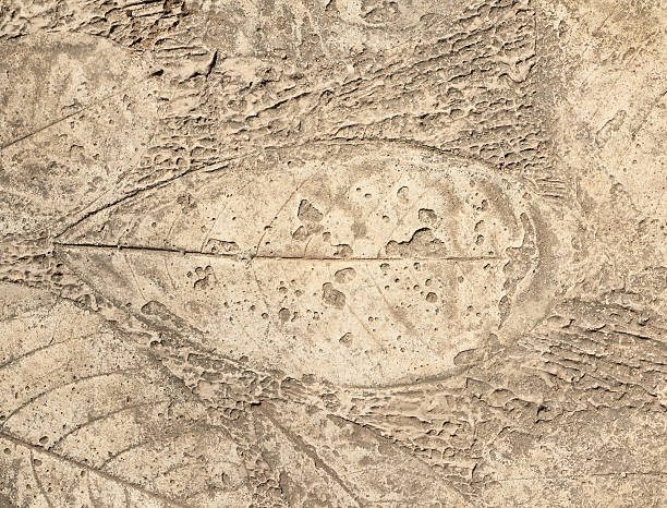 istock marks of leaf on the concrete 462252511
