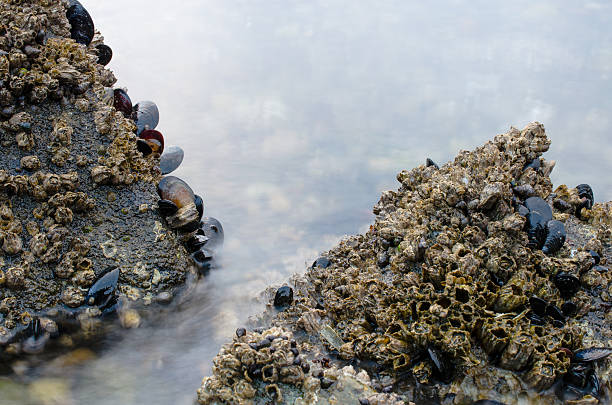 istock I'll Show You My Mussels 462252653