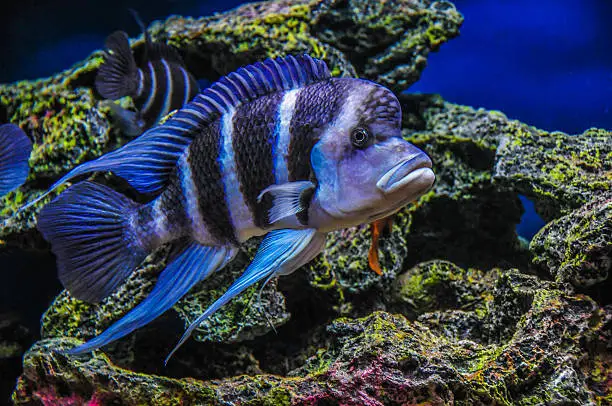 Captive Moba male fish in Aquarium