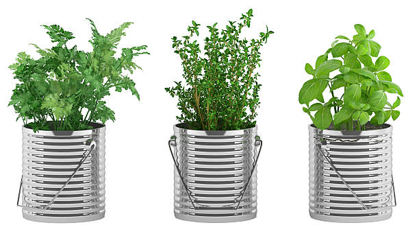 istock basil, thyme, parsley in the metal flower pots 462253635