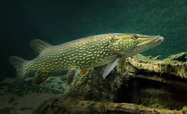 The northern pike fish Esox lucius