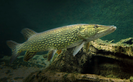 Underwater photo of big Northern Pike (Esox Lucius)