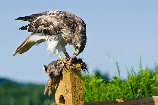 red-tailed hawk essen festgehalten rabbit - red tailed boa stock-fotos und bilder