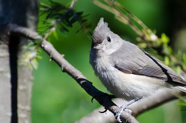 Young Tufted Titmouse Perched on a Branch