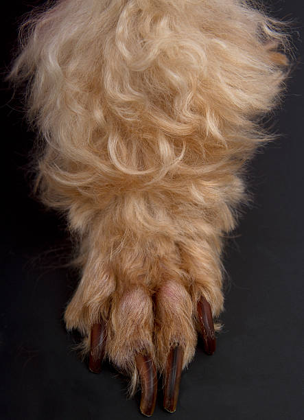 istock Little Furry Paw 462254487
