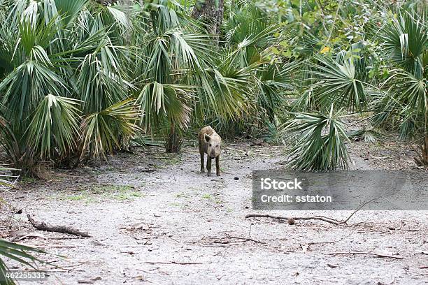 Wildlebendes Schwein In Palmettos Stockfoto und mehr Bilder von Florida - USA - Florida - USA, Hausschwein, Streunende Tiere