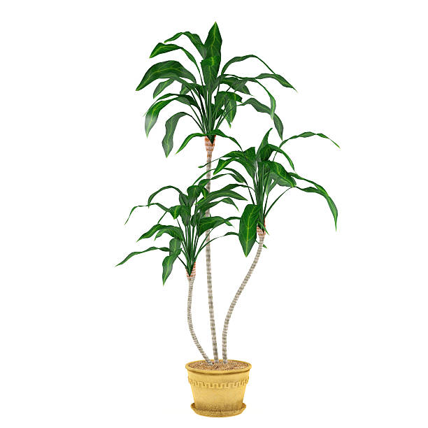 istock decorative plant palm in the pot 462258195