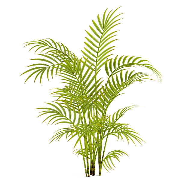 植物のヤシの木 - palm tree tree isolated landscaped ストックフォトと画像