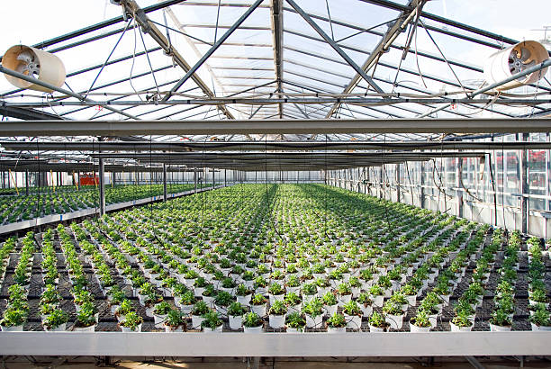 istock Plants in greenhouse 462262149