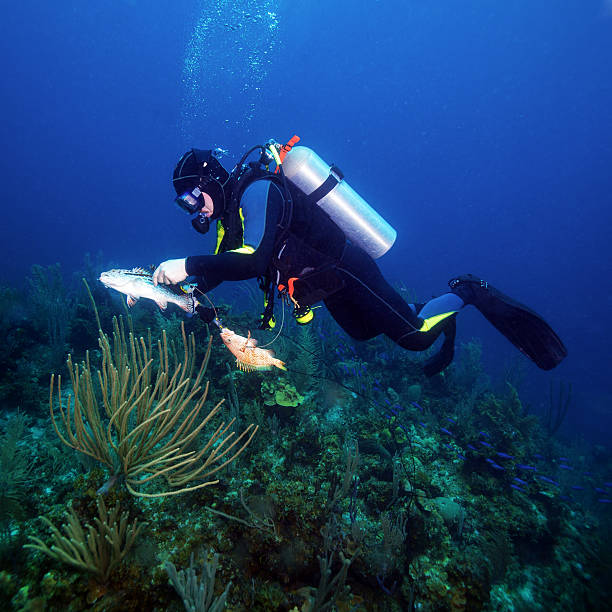 istock Scuba Diver Hunting Fishes 462262523