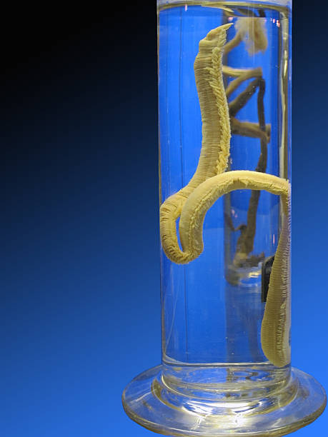 istock Cylinder with displays of worm 462262571