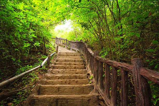 Stairway to forest stock photo