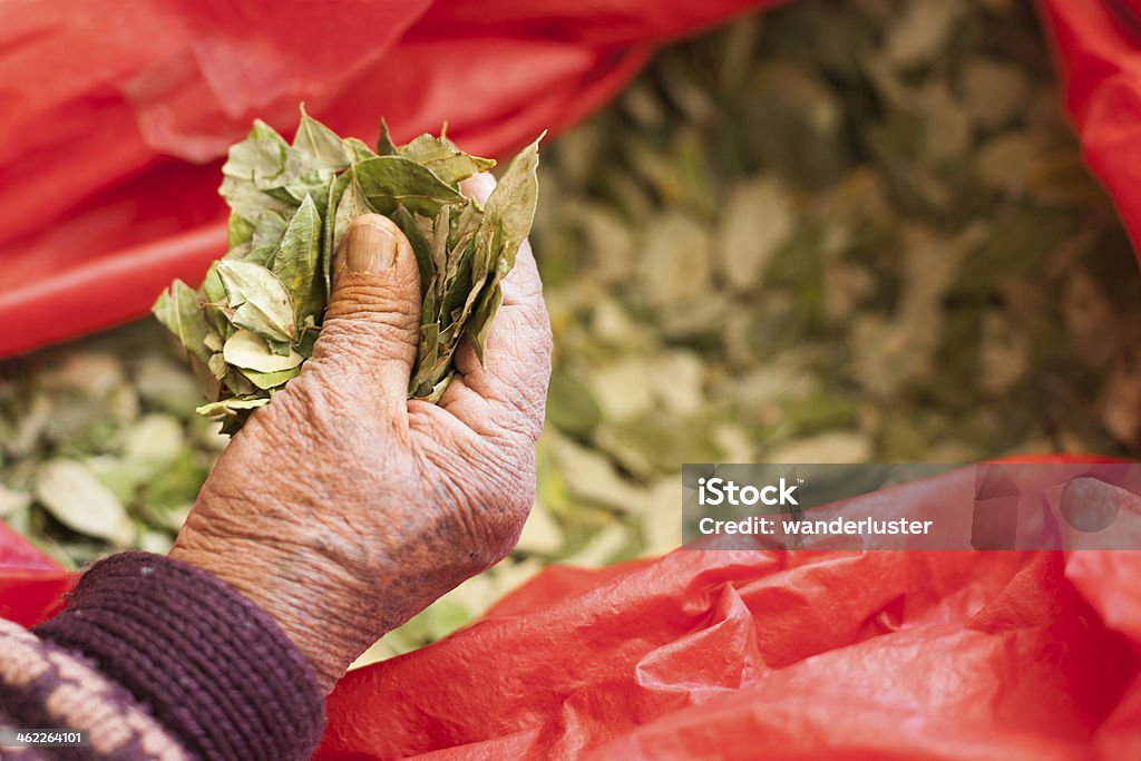 handful of cocoa leaves Cocoa leaves are used to treat altitude sickness and are chewed widely by locals. A street vendor grabs a handful of cocoa leaves from a packed bag in Uyuni, Bolivia, South America Bolivia Stock Photo
