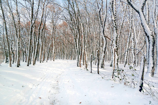 istock trail with frozen tree trunks on winter 462264807