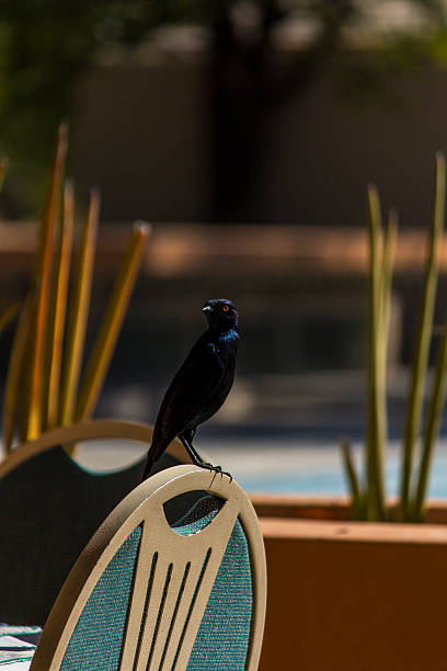 istock Blue Starling sitting on a Chair 462264971