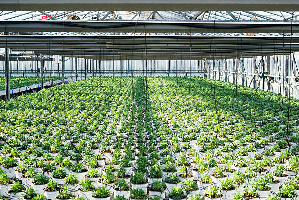 istock Plants in greenhouse 462266443