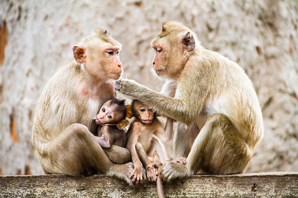istock Family of monkeys 462266837