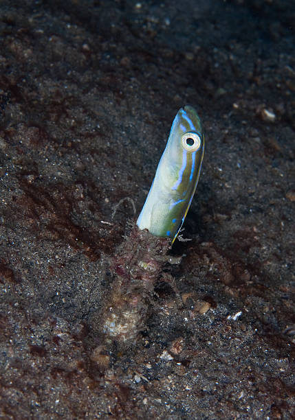 istock Snake blenny in tube 462267531