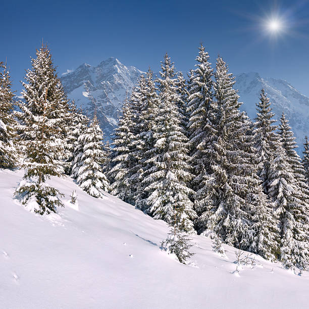 istock Beautiful winter landscape in the mountains. 462267691