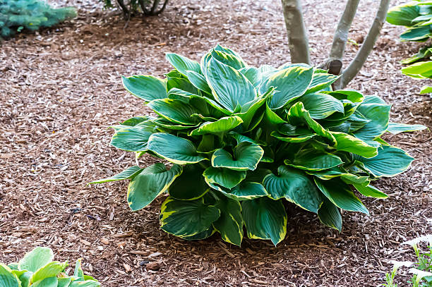 istock hosta with blue and yellow leaves 462267997