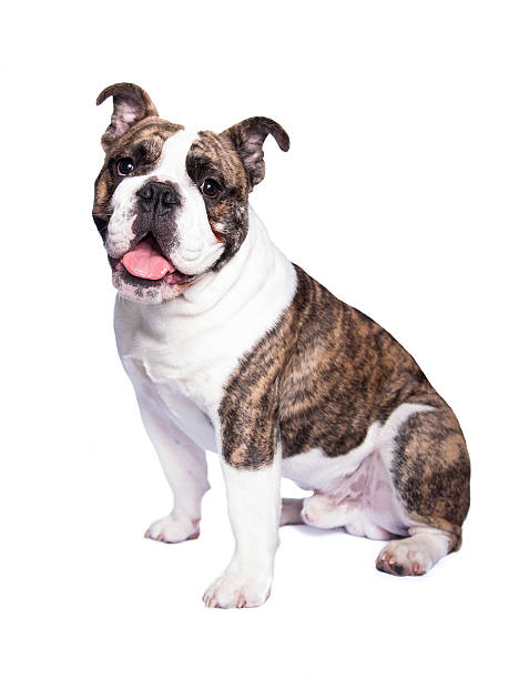 old bulldog inglés - kräftig fotografías e imágenes de stock