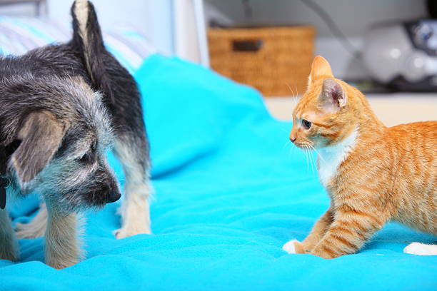 les animaux de compagnie à la maison chien et chat jouant ensemble sur le lit - domestic cat ginger two animals kitten photos et images de collection