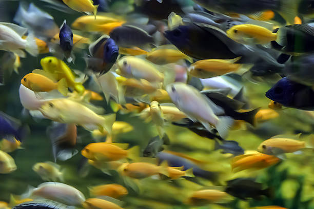 istock Tropical fishes 462272767