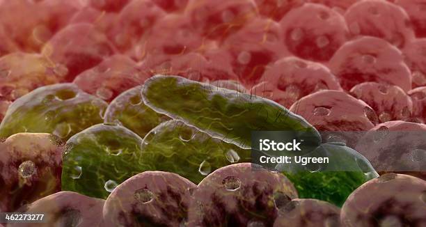 Bacteria Stock Photo - Download Image Now - Bacillus Subtilis, Bacterium, Biological Cell