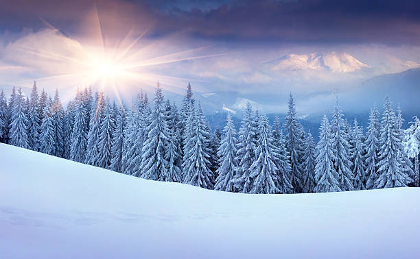 panorámica de la puesta de sol en las montañas de invierno - noble fir fotografías e imágenes de stock