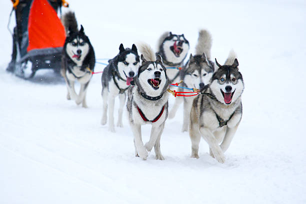 istock Race of draft dogs 462275641