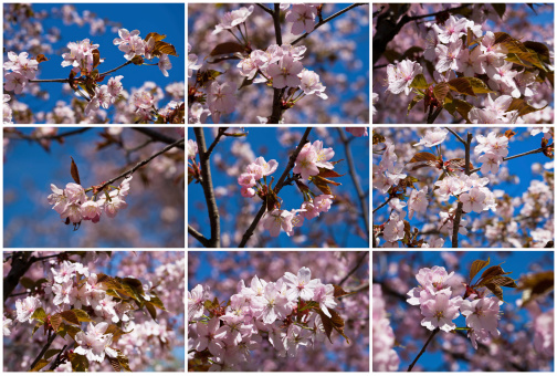 Beautiful pink flowers of Cherry blossom or Japanese Sakura in spring bloom