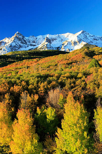 istock Dallas Divide, Uncompahgre National Forest, Colorado 462278335