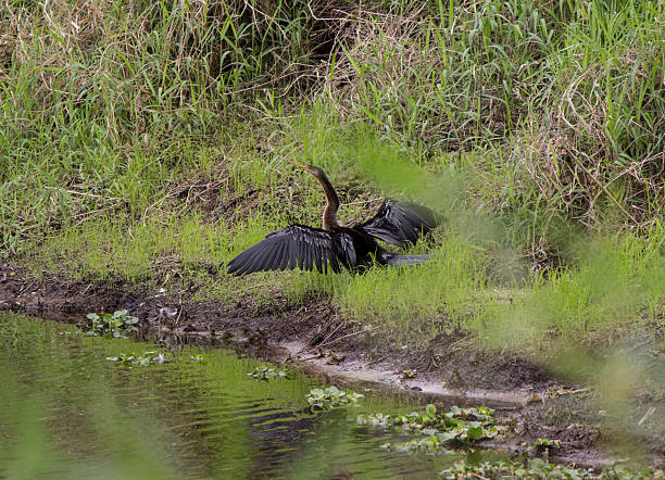 istock Snake bird drying wings on a river bank 462278723