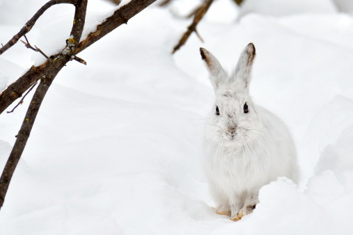 white hare in the snow, ears alert, watching us