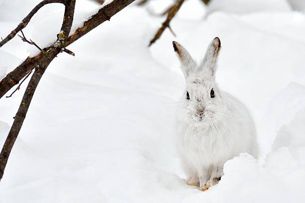 white hare in the snow stock photo